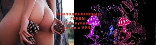сатива Коряжма